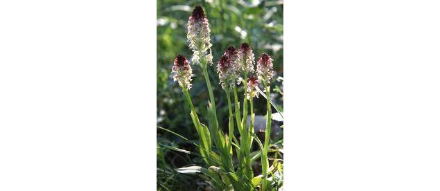 Spot à Orchis -  Les Barres