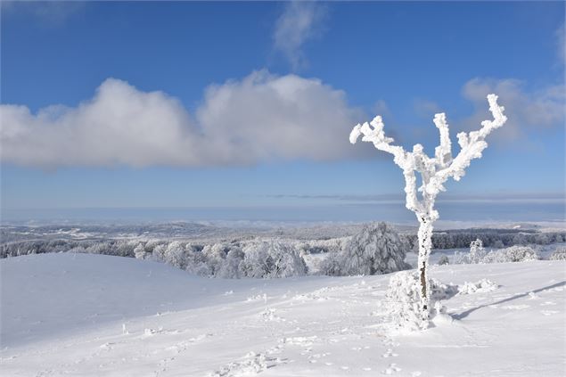 Arbres enneigés sur le Plateau de Retord - © Philippe Carrara