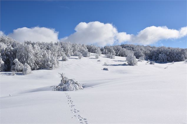 Les Solives sur le Plateau de Retord - © Philippe Carrara