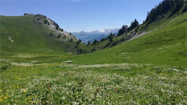 Vue sur les Aravis - vallon fleuri - Nicole Tissot