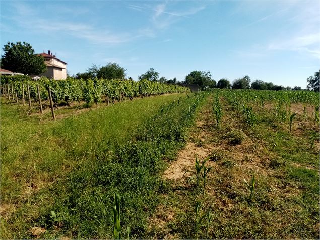 Circuit de la Chapelle d'Amareins à la Saône