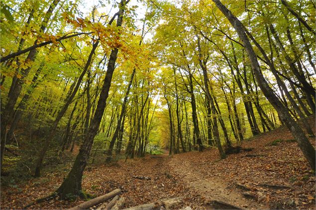Roc de Chère : une forêt pleine de vie