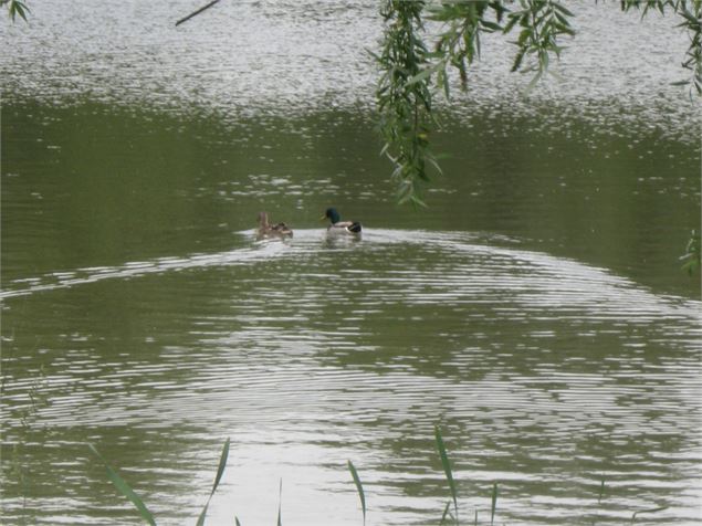 Etang de l'Aubépin et son parcours de santé - Philippe Danné