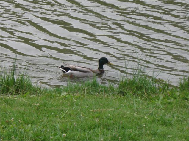 Etang de l'Aubépin et son parcours de santé - Philippe Danné