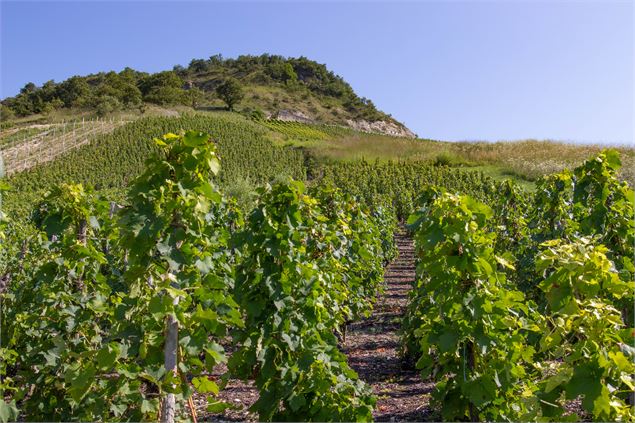 Seillonnaz Bugey