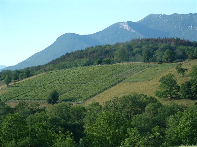 Vignes Saint-Champ - BBST