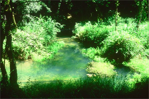 Source du Solnan - S CALLAND