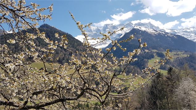 Fayot-Val-d'Illiez - Monique Borel