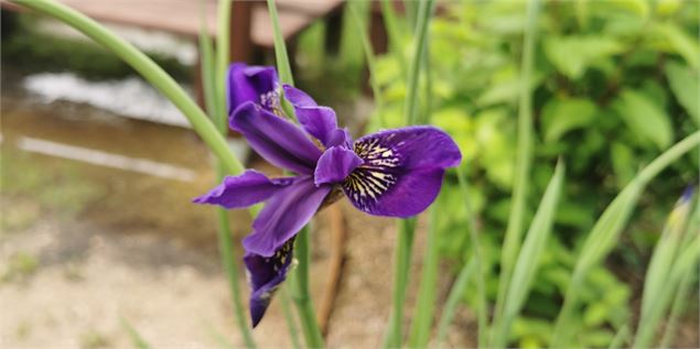 Iris Delavayi dans le Jardin Delavay - Mel Carles