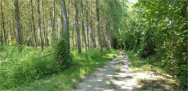 Chemin le long du Rhône - M.Ballet