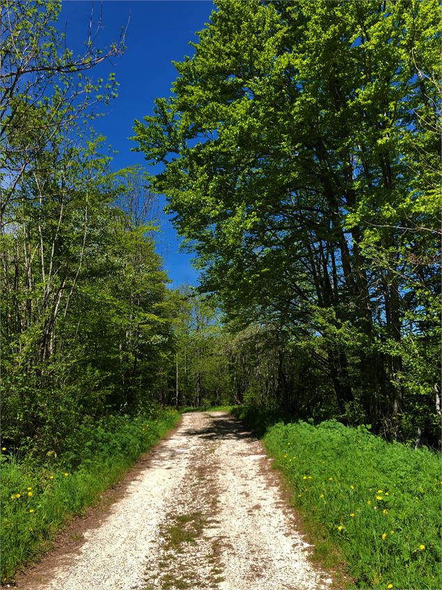 Chemin de randonnée du Plateau de Retord au départ des Plans d'Hotonnes - M.Ballet