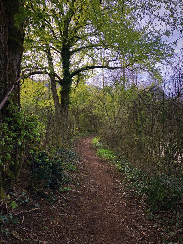 Passage en sous bois - © Rando Running Contrevoz