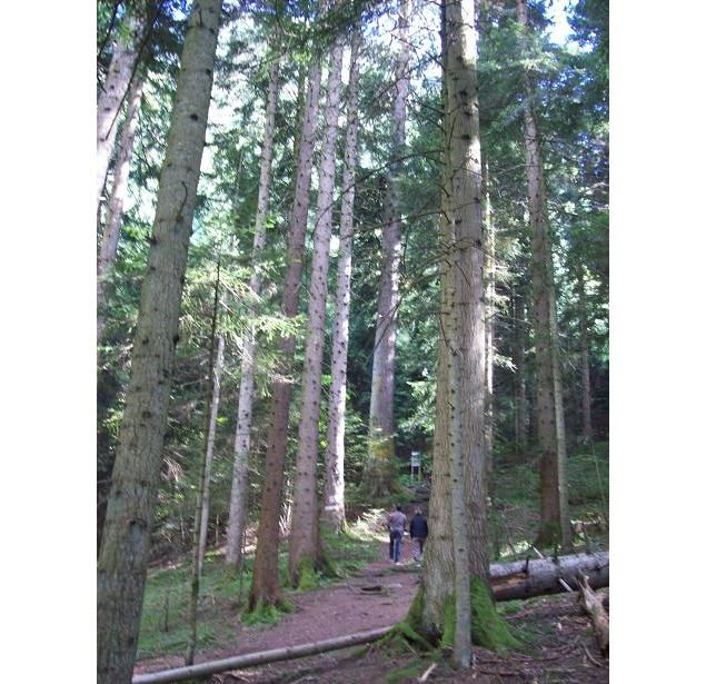 sentier d'accès - Michel Maupas