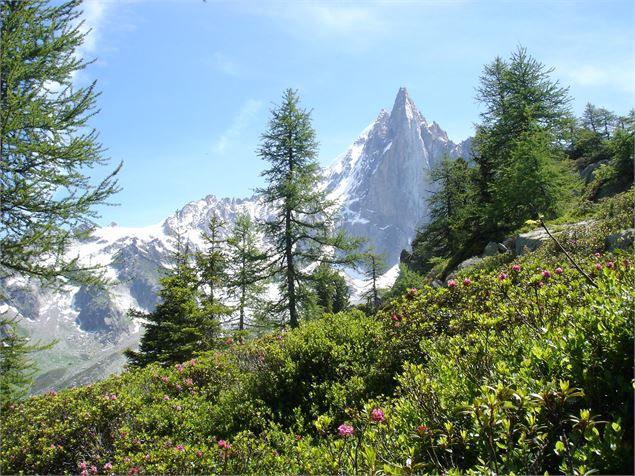 Balcon Montenvers Plan de l'Aiguille - SavoieMontBlanc-Lansard