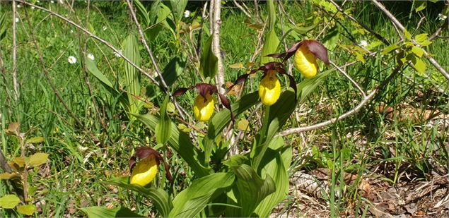 orchidées sauvages - CCVA