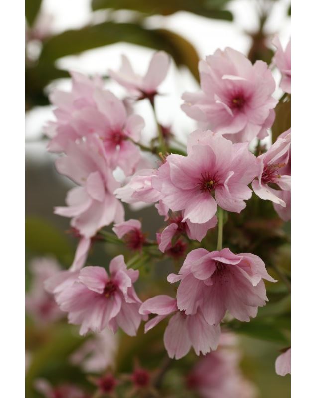 Prunus serrulata ‘Matsumae Beni Yutaka’ - Uberti