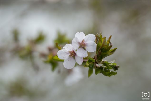 Prunus x 