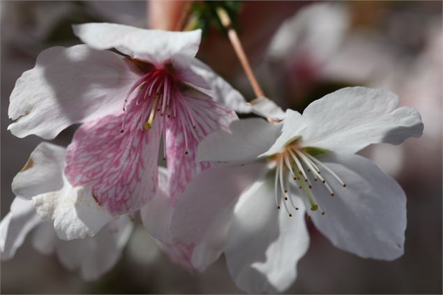 Prunus x ‘The Bride’ - Uberti©