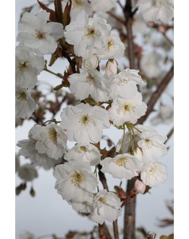 Prunus serrulata 