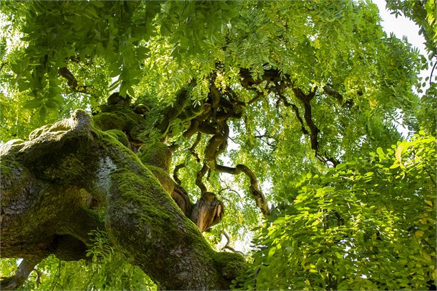 Sophora japonica ‘pendula’ - Maël Demougeot / Pérouges Bugey Tourisme