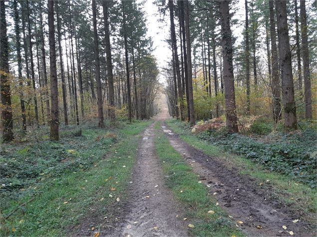 entre Beaupont et Domsure - scalland