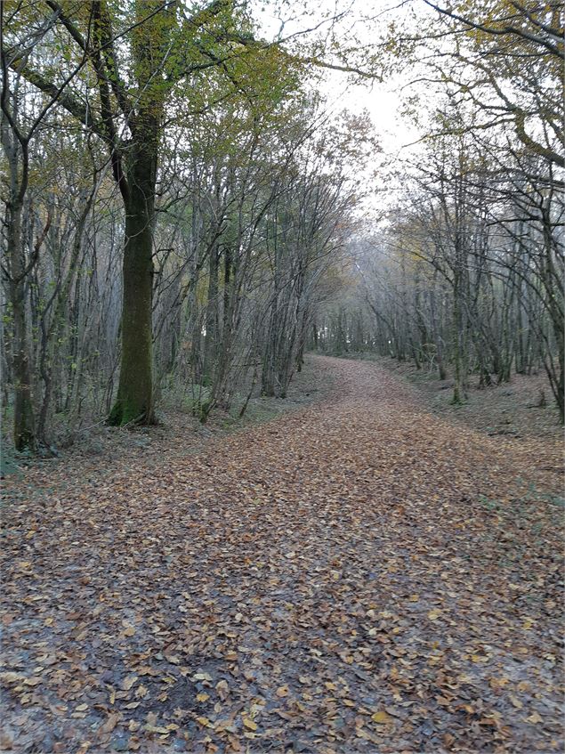 entre Beaupont et Domsure - scalland