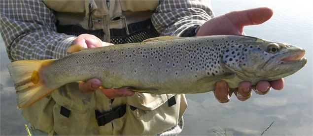 L'Isére en Combe de Savoie - © FSPPMA - Didier CHAPEL