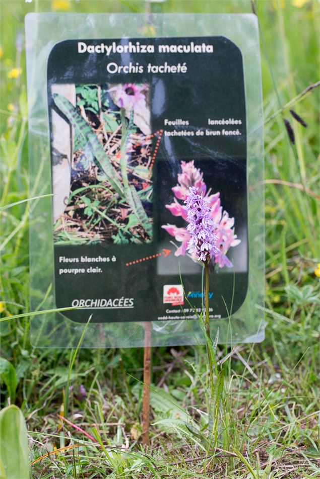 Jardin Alpin du Semnoz