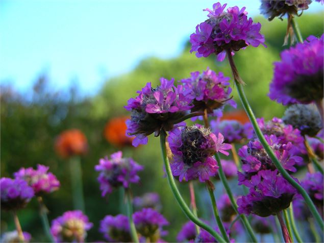 Jardins de Lornay - Jardins de Lornay