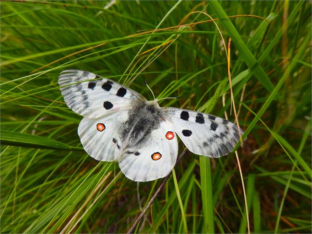 Papillons les Karellis - Grand Apollon - Thibaut Wikrzak