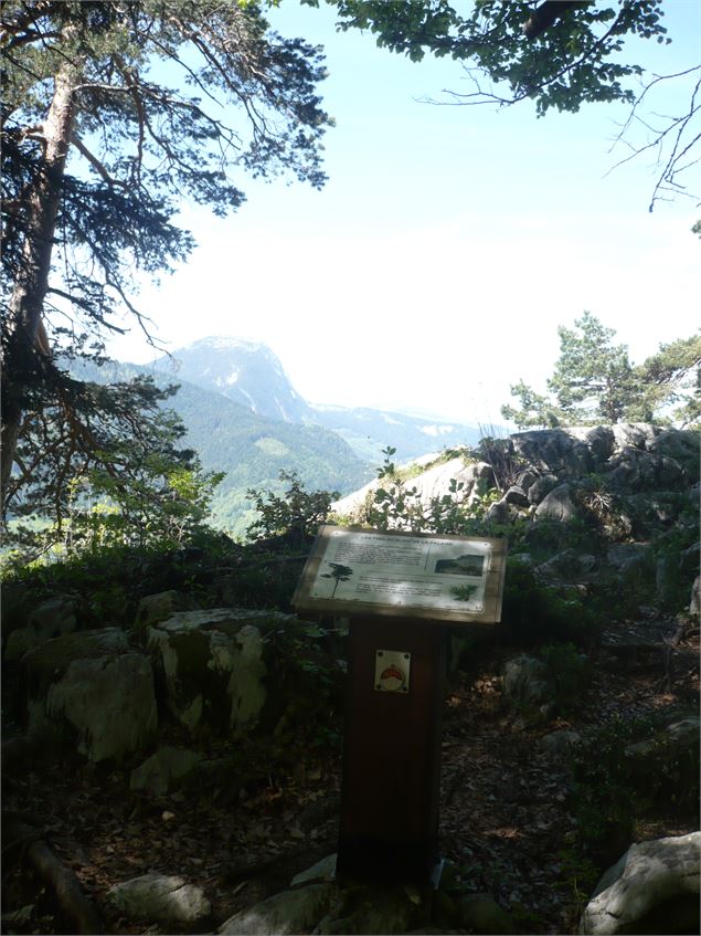 Panorama entre les arbres