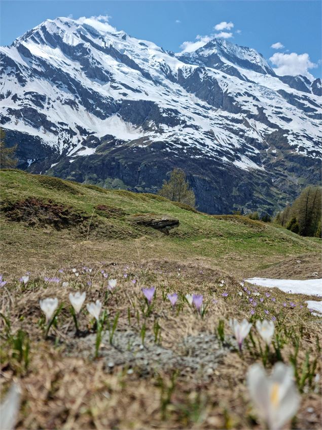 Circuit de randonnée : Nazonde_Sainte-Foy-Tarentaise - Sainte Foy Tourisme