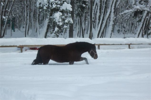 Chevaux Hiver - Centre équestre