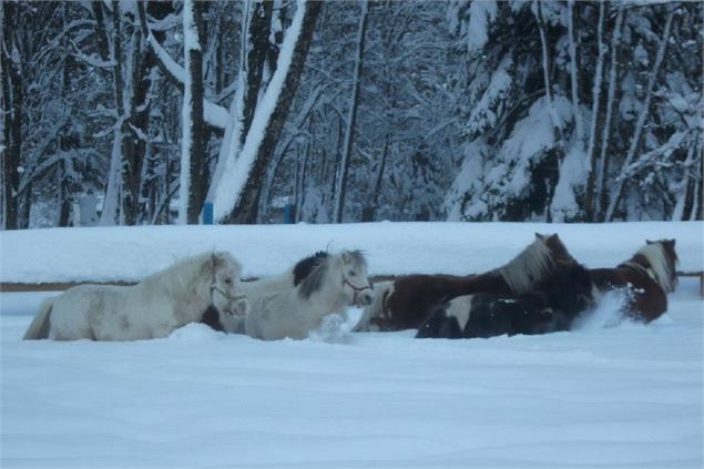 Chevaux Hiver - Centre équestre
