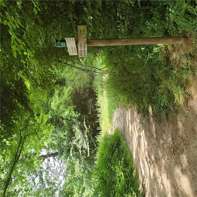 Les bois de Béligneux - 3CM