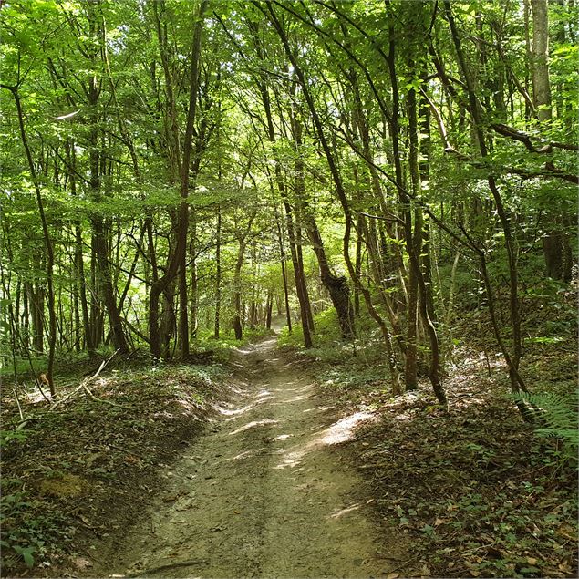 Les bois de Béligneux - 3CM