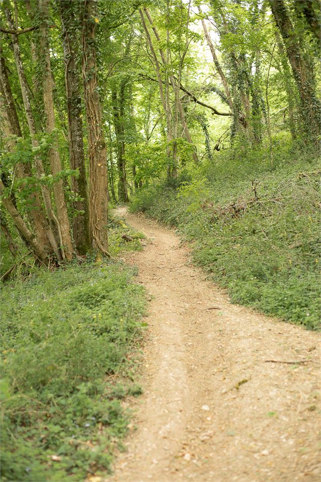 Circuit pédestre : Les bois de Béligneux - 3CM