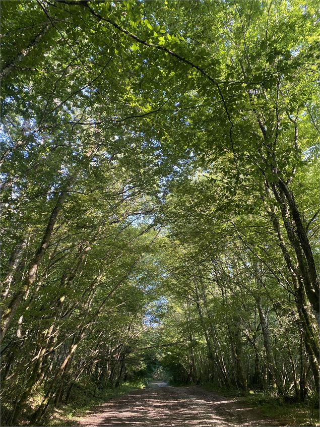 Randonnée en forêt sur le circuit des caveaux bugistes - M.Ballet
