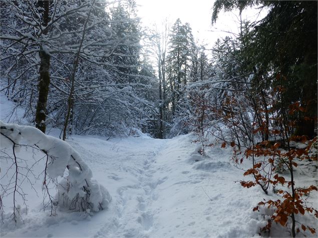 Forêt enneigée - OT Saint Jean de Sixt