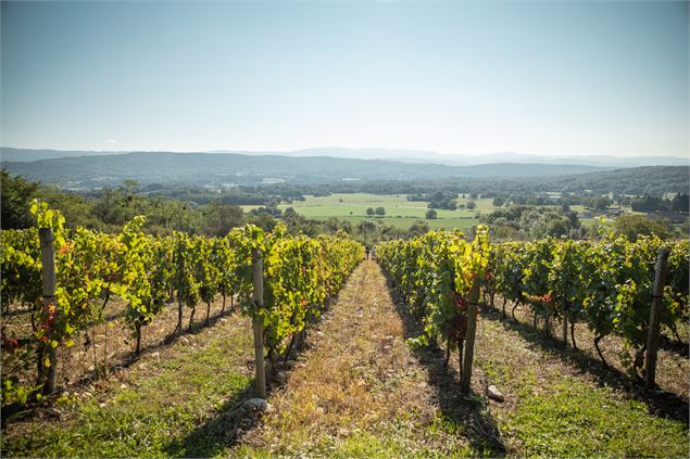 Vignoble de Journans - Belvédère du Mont Rignat_Journans - s calland