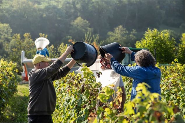 Vignoble de Journans - Belvédère du Mont Rignat_Journans - s calland
