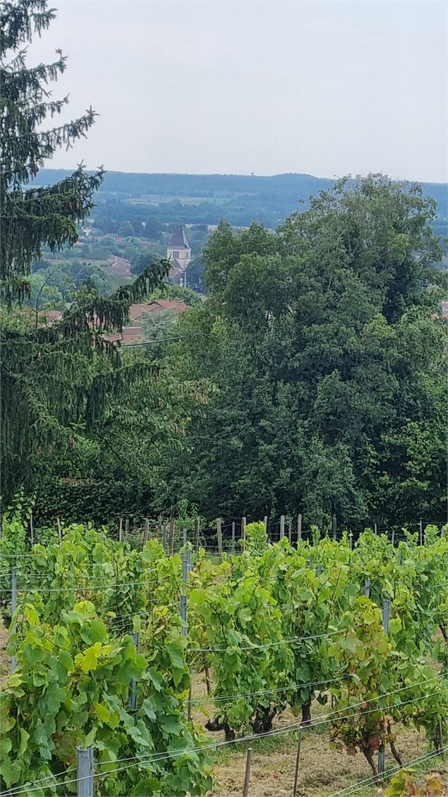 Vignoble de Journans - Belvédère du Mont Rignat_Journans - s calland