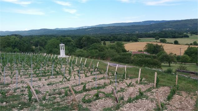 Belvédère du Mont de Rignat - Vignes de Rignat - scalland