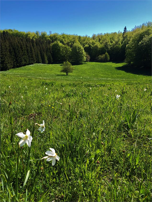 Col de Belleroche - Maxime Ballet