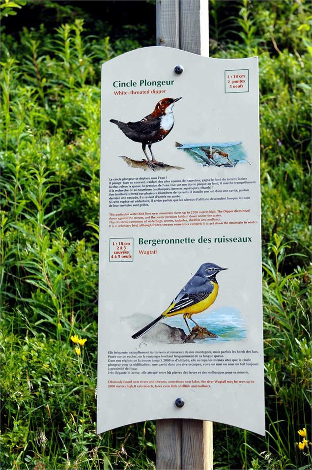 Sentier des oiseaux Châtel - L.Meyer - Châtel