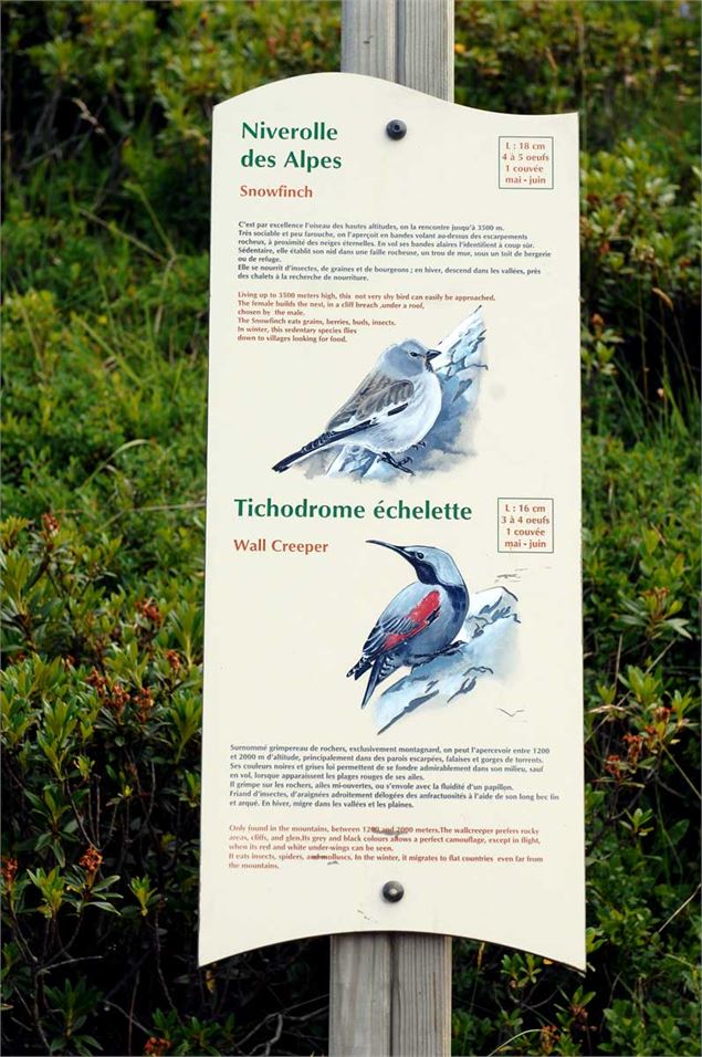 Sentier des oiseaux Châtel - L.Meyer - Châtel