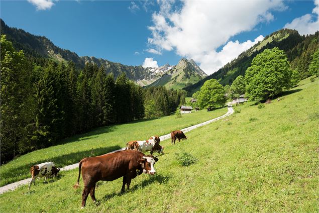 Vaches en alpage - Yvan Tisseyre/OT Vallée d'Aulps