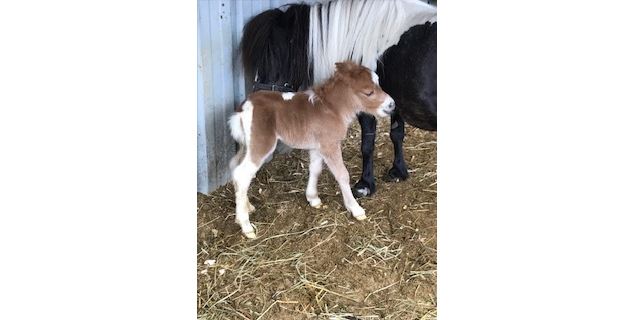 Poney Club de Sciez - Poney Club de Choisy