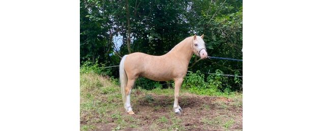 Poney Club de Sciez - Poney Club de Choisy