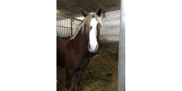 Poney Club de Sciez - Poney Club de Choisy